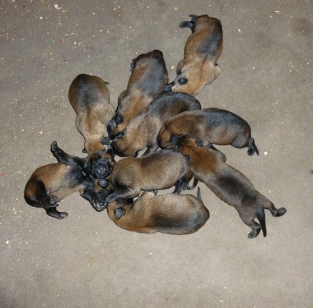 litter "B" Sali-Mir 